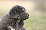 DOGUE DU TIBET 770